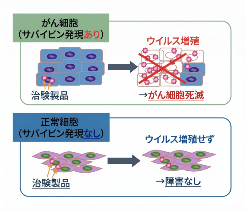 治験製品の仕組み